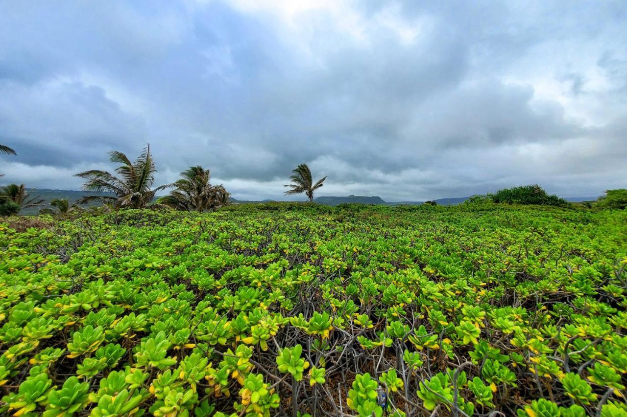 The Aloha Green House Retreat With Ocean Views! Naalehu Eksteriør bilde